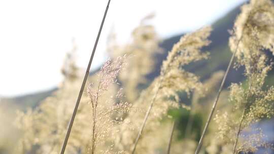 芦苇芦花沼泽飘扬的芦苇