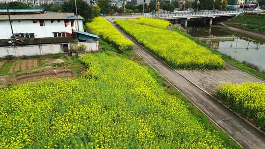 航拍乡村油菜花田