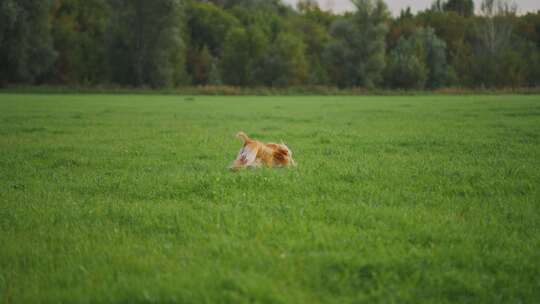 日落时，阿富汗猎犬在郁郁葱葱的绿地上快乐