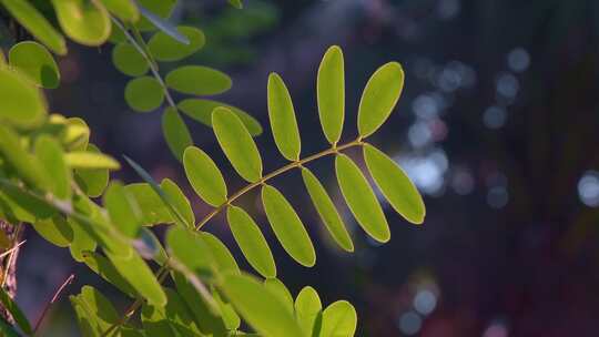 特写绿叶植物素材