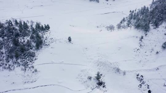 冬天白雪覆盖的田野和有车辆行驶