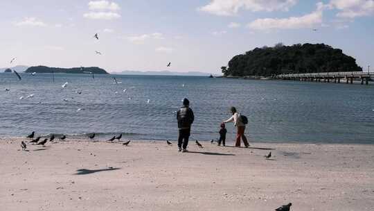 海日本信天翁动物科