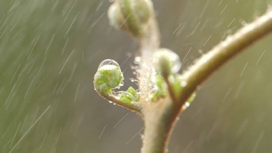 春天春雨嫩芽