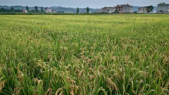 乡村振兴粮食安全水稻田地背景视频