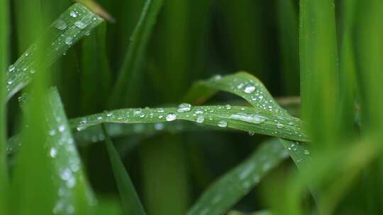 草地绿叶露珠雨滴水珠