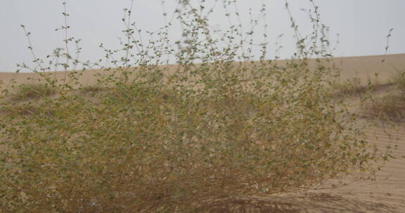 沙漠灌木在风中的特写镜头