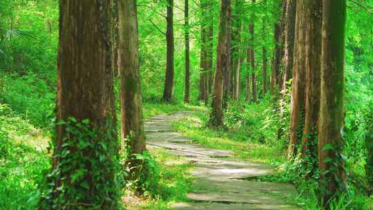 春天幽静的树林