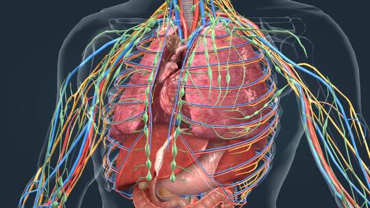 三维医学人体解剖器官心脏动画
