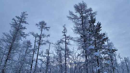 大兴安岭林海雪原雪林