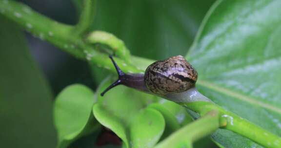 悠闲 蜗牛 缓慢爬行树叶雨水清新微距特写