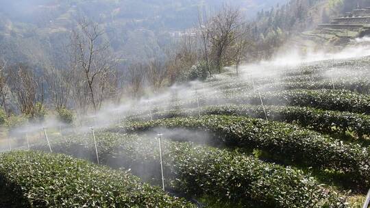 茶园进行水肥一体灌溉喷灌