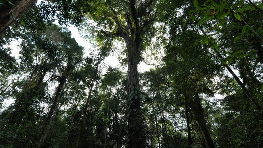 科尔科瓦多国家公园的大树