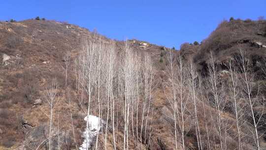 公路旁山野树林景色