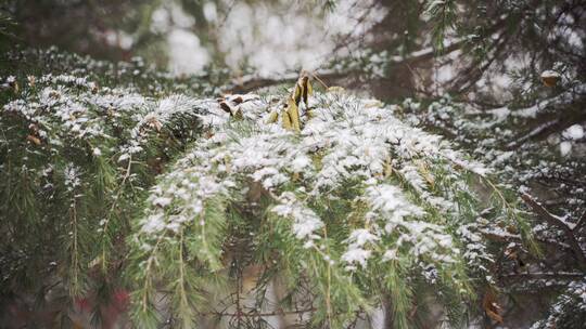 4K北方冬天公园大雪中的松树特写实拍视频
