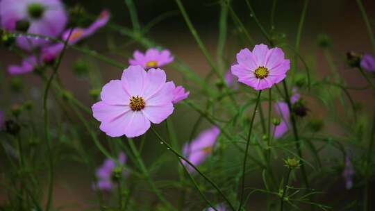 草原格桑花