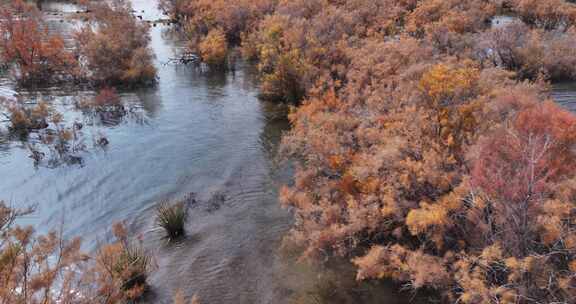 赤金峡水库胡杨林湿地