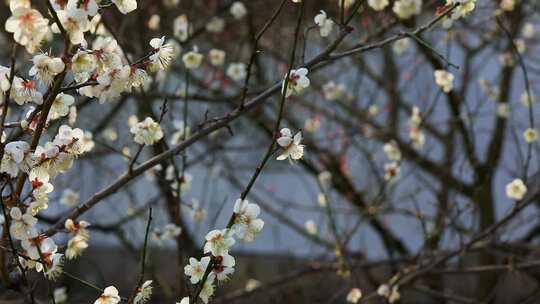 早春白梅绿梅盛开唯美空镜