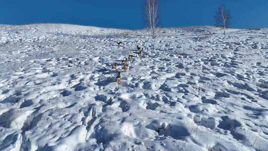 雪原山坡奔跑的狍子视频素材模板下载