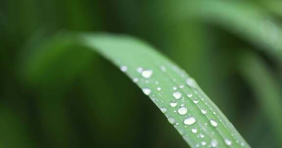 （慢镜）下雨天挂着水珠的绿叶微距特写