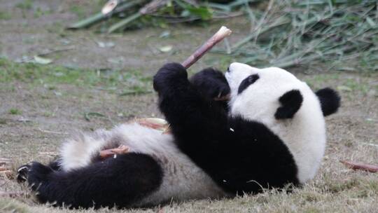 熊猫在吃竹子视频素材模板下载