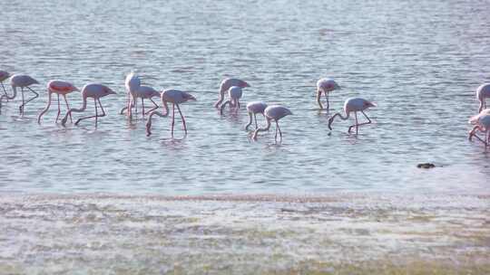 一群火烈鸟在湖中寻找食物