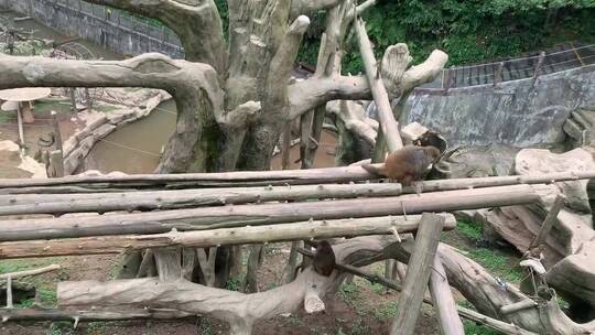 碧峰峡野生动物园看动物