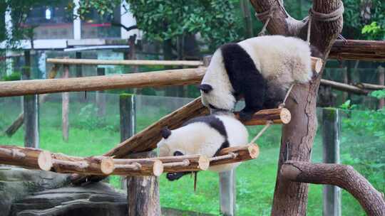 大熊猫趴软梯