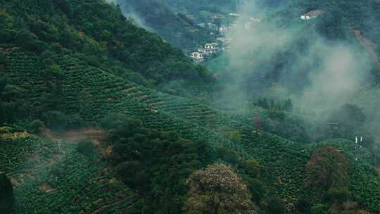 黄山毛峰茶园茶山绿茶