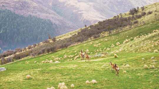 新西兰皇后镇Deer park动物鹿公园鹿群