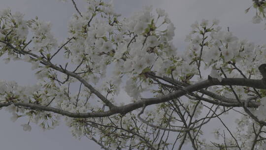 武汉樱花花开花瓣飘落浪漫爱情春天日本樱花