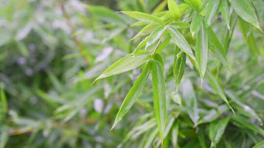 下雨天雨滴打湿竹叶，绿色清新自然