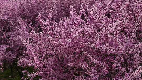 春天公园里大片紫红色梅花盛开