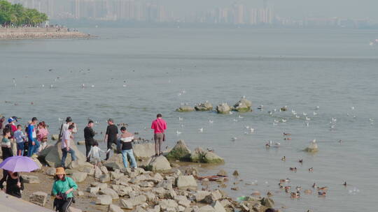 滨海晴天海鸥鸟市民游客摄影拍照休闲