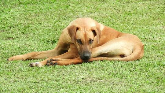 一条黄狗在草地上休息
