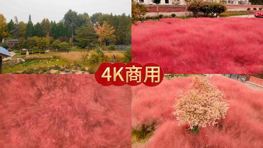 秋日粉黛子乱草形成迷人的花海如梦如幻