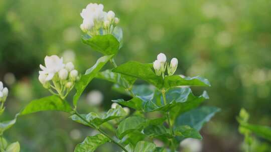 唯美茉莉花与茉莉花茶制作福州茉莉花种植园