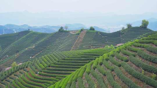 杭州富阳拔山春天樱花茶园风景