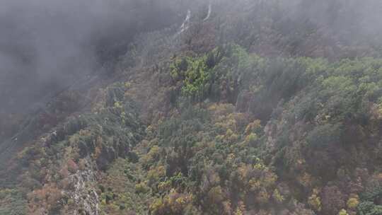 青海互助北山秋林云雾航拍视频