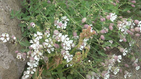 白色北极花特写镜头