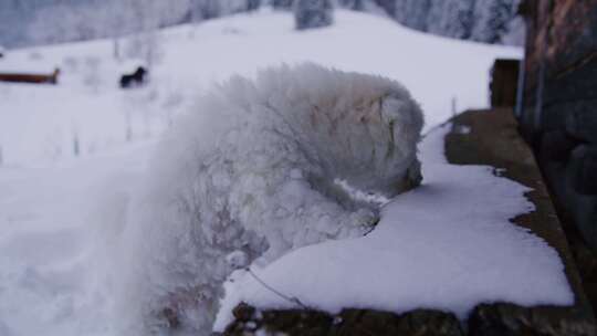 狗、雪、梗、冬天