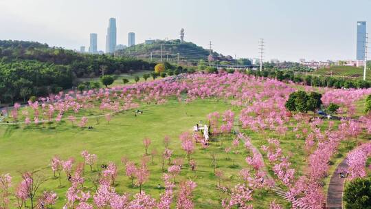 青秀山春天樱花