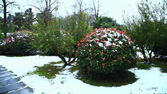 冬天唯美雪景绿叶红花上的雪
