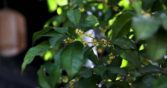 江南中式庭院八月桂花盛开