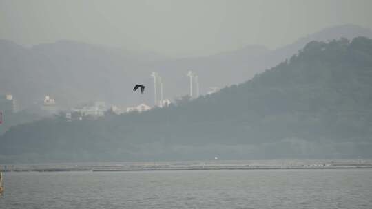 深圳湾红树林湿地生态