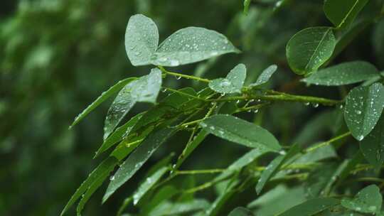 下雨中绿叶水滴水珠春雨视频素材模板下载