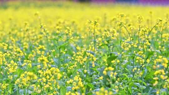 春天盛开的黄色油菜花满画幅特写