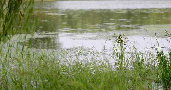 自然湖水绿草微风近景横移