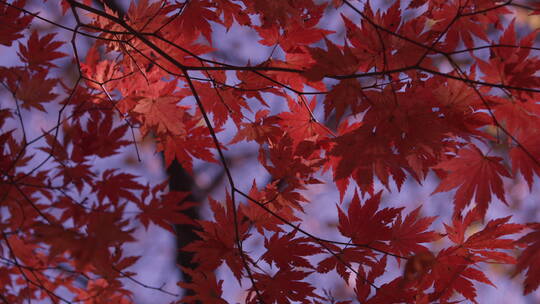 红色枫叶 天空中的红枫树枝 随风摆动