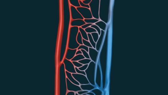 医学血管动静脉毛细血管血液肺循环动画视频素材模板下载