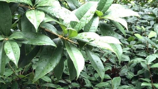 雨后的树叶